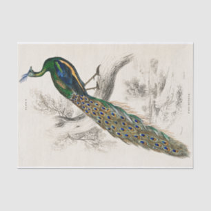 Papier Mousseline Peacock Sir William Jardine Vintage Antique