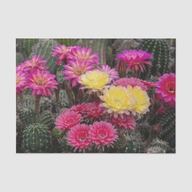 Papier Mousseline Peinture à fleur de cactus (Recto)