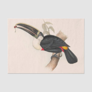 Papier Mousseline Peinture animalière d'antiquités Toucans