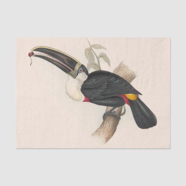 Papier Mousseline Peinture animalière d'antiquités Toucans (Recto)