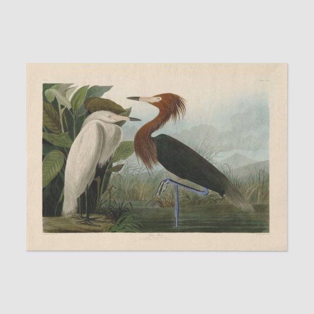 Papier Mousseline Peinture de la faune d'Audubon Heron violet (Recto)