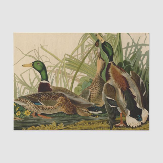 Papier Mousseline Peinture d'oiseaux de Mallard Duck Audubon (Recto)