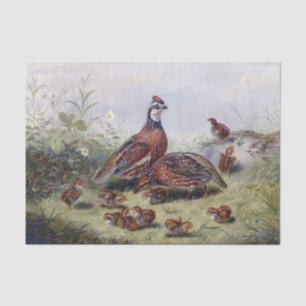 Papier Mousseline Peinture vintage D'Oiseau De Quail Par Fitzwilliam
