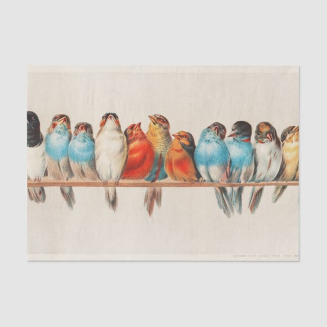 Papier Mousseline Perche d'oiseaux, Art d'oiseaux, Oiseaux, Découpag (Recto)