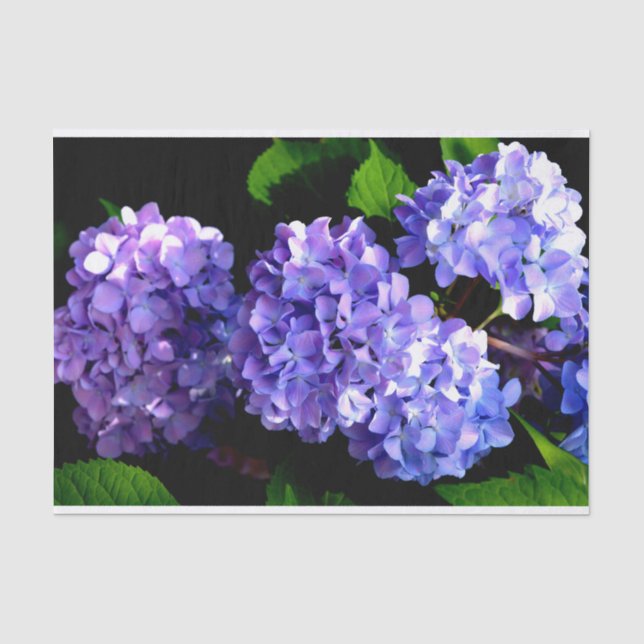 Papier Mousseline Périwinkel hydrangeas violet bleu fleur floral (Recto)