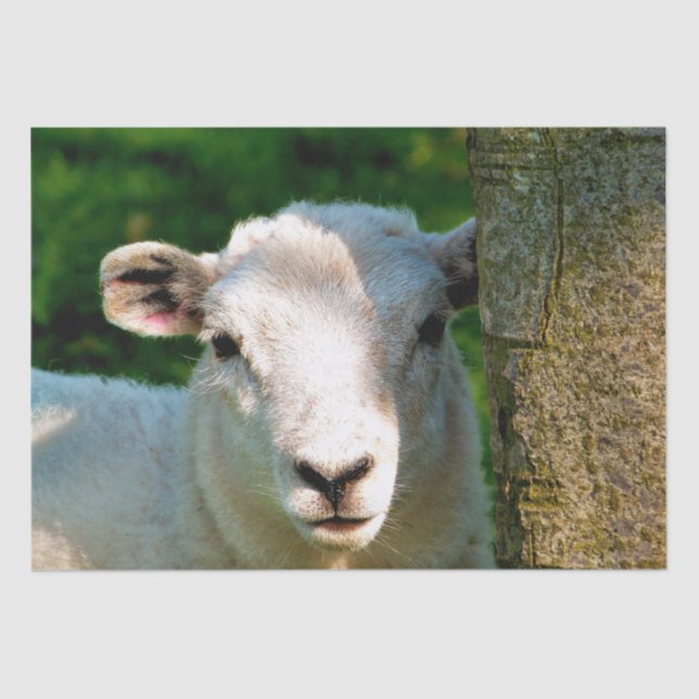 PAPIER MOUSSELINE PETIT MOQUETTE (Recto)