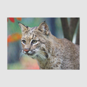 Papier Mousseline Photo de Bobcat Wildlife