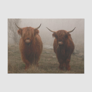 Papier Mousseline Photo de brouillard de bovins Highland