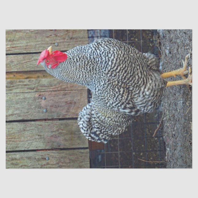 Papier Mousseline Photo de coq noir et blanc de poulet (Recto)