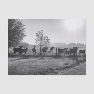 Papier Mousseline Photo de découpage des vaches de champ noir et bla