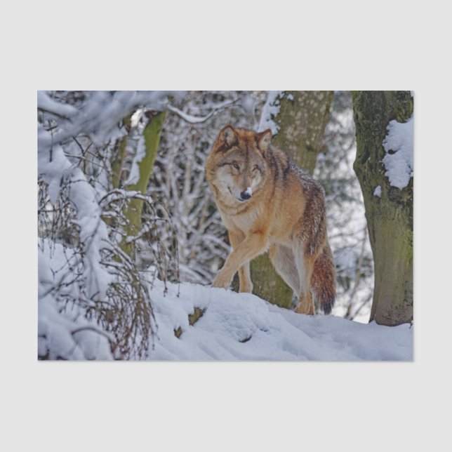 Papier Mousseline Photo de neige du loup sauvage (Recto)