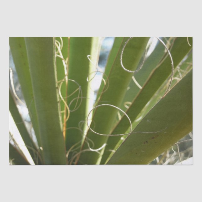 Papier Mousseline Photographie de la nature verte Feuille du Yucca (Recto)