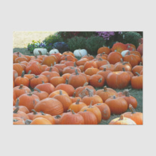 Papier Mousseline Photographie de récolte d'automne des citrouilles 