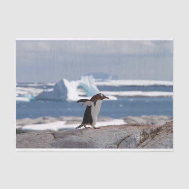 Papier Mousseline Pingouin devant une arche de glace (Recto)
