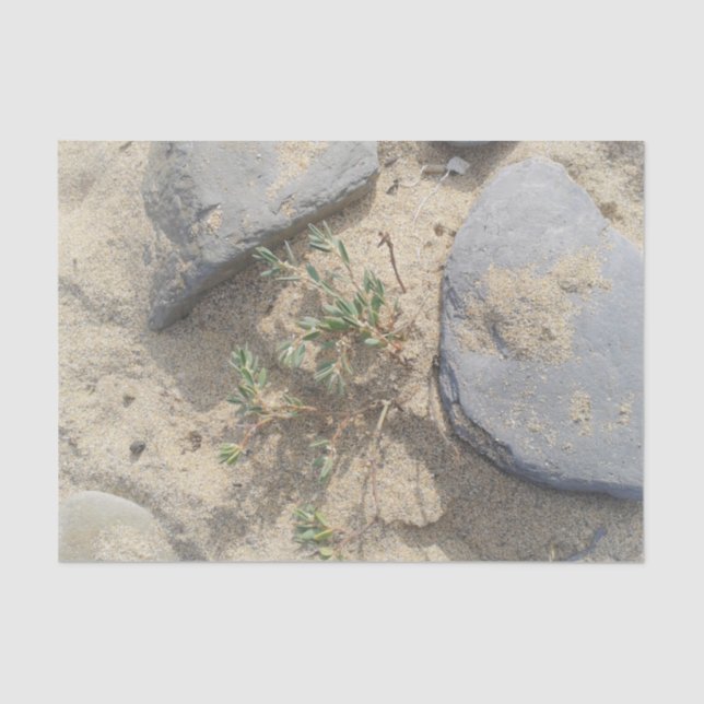 Papier Mousseline Plage (Recto)