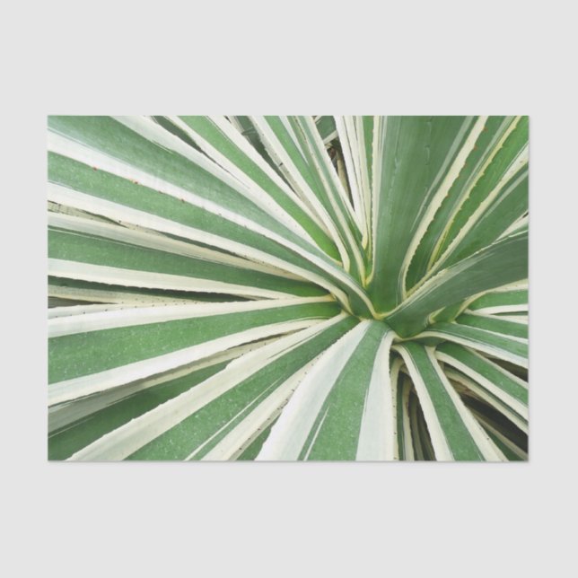 Papier Mousseline Plante Agave Vert et blanc rayé (Recto)