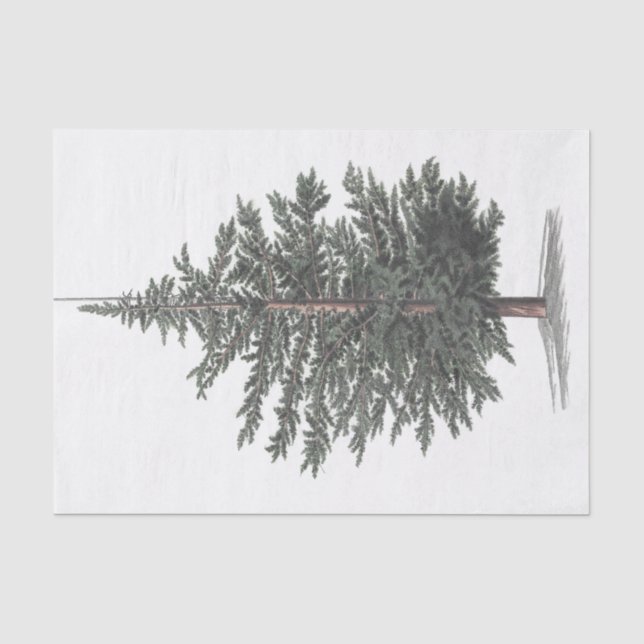 Papier Mousseline Plante de cèdre (Recto)