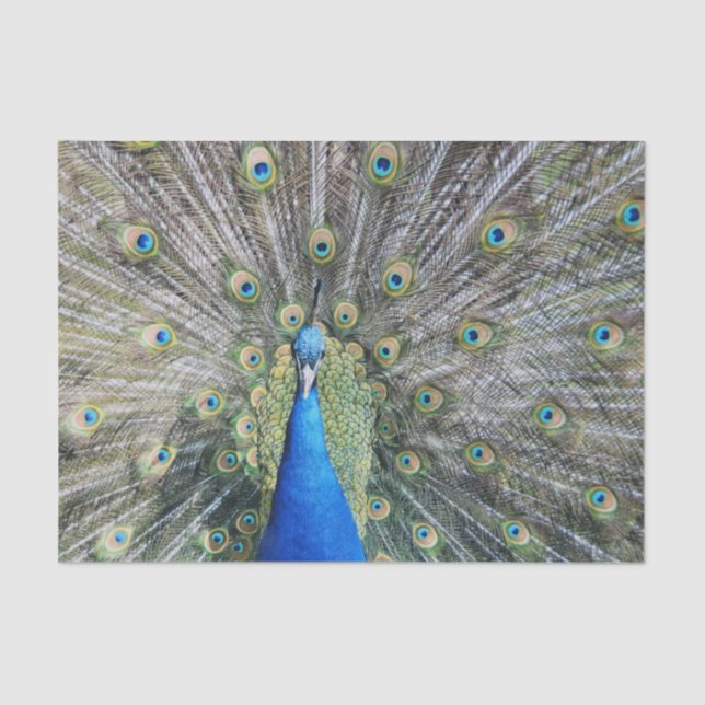 Papier Mousseline Plein plumage de paon bleu (Recto)