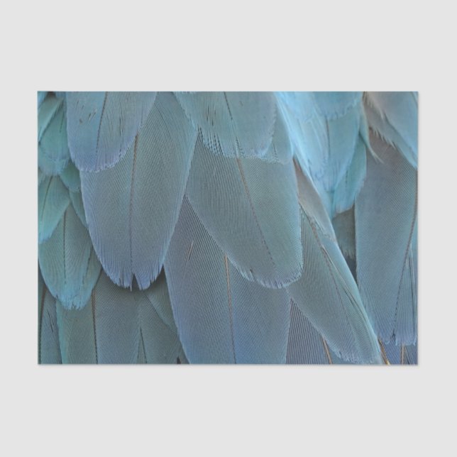 Papier Mousseline Plumes bleues (Recto)