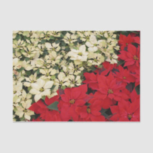Papier Mousseline Poinsettias blanches et rouges I Holiday Floral