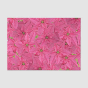 Papier Mousseline poinsettias de couleur Fuchsia, motif floral