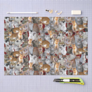 Papier Mousseline Point de rencontre des chats - mignon