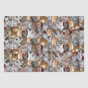 Papier Mousseline Point de rencontre des chats - mignon