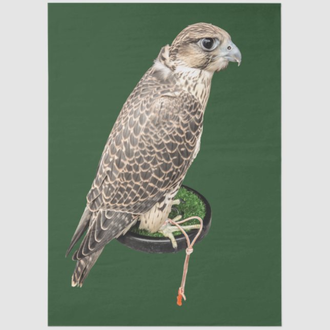 Papier Mousseline Portrait Of A Hunting Falcon Real Photo Decoupage  (Recto)