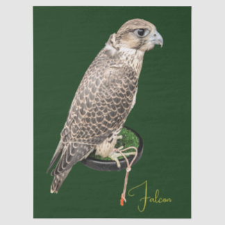 Papier Mousseline Portrait Of A Hunting Falcon Real Photo Name