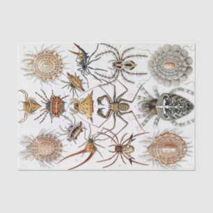 Papier Mousseline Poster d'Ernst Haeckel Arachnida