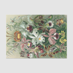 Papier Mousseline Poster vintage Haeckel Colorful Orchid Lithograph 