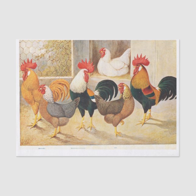Papier Mousseline Poules et poulets de coq authentiques (pas AI) (Recto)