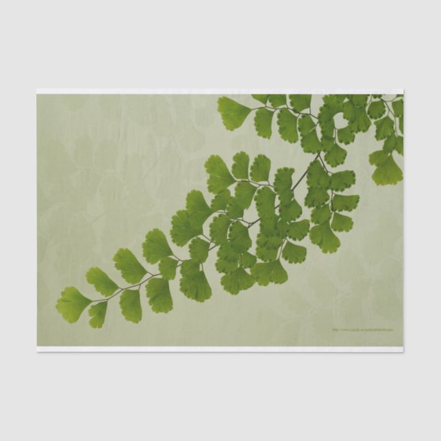Papier Mousseline Première fronde de fougère de cheveux (Recto)