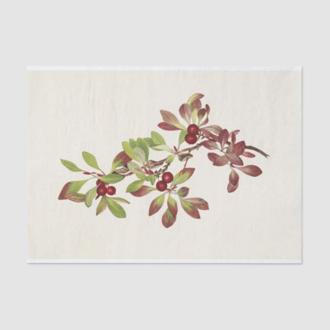 Papier Mousseline Ptarmiganberry de Mary Vaux Walcott (Recto)