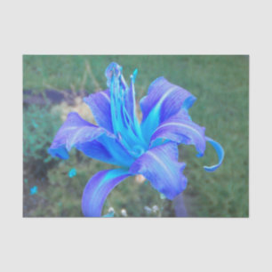 Papier Mousseline Purple N Turquoise Daylily