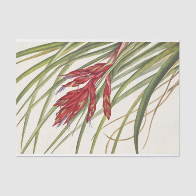 Papier Mousseline Quill-Leaf Tillandsia par Mary Vaux Walcott (Recto)