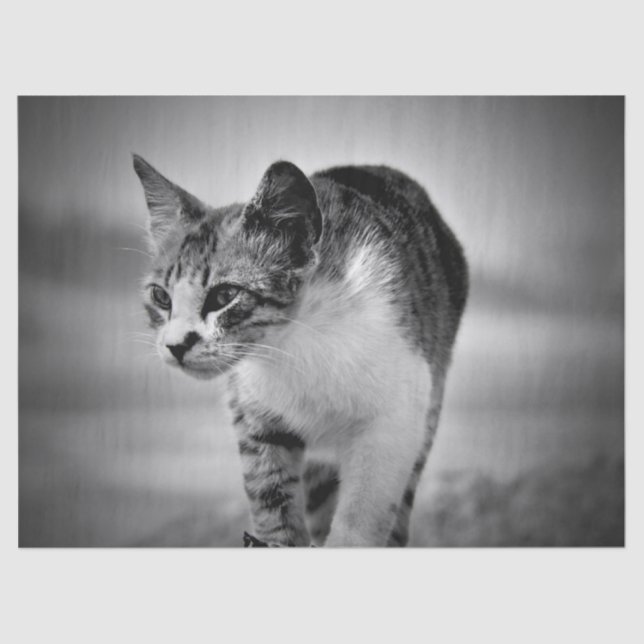 Papier Mousseline recherche papier sur le tissu du chat (Recto)