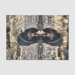 Papier Mousseline Réflexions d'ours noir