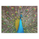 Regal Peacock Bird avec Turquoise et Gold Plumage
