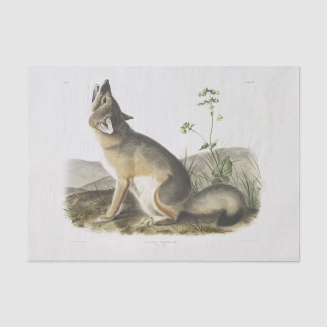 Papier Mousseline Renard rapide. Homme. (Vulpes velox) Découpage de  (Recto)