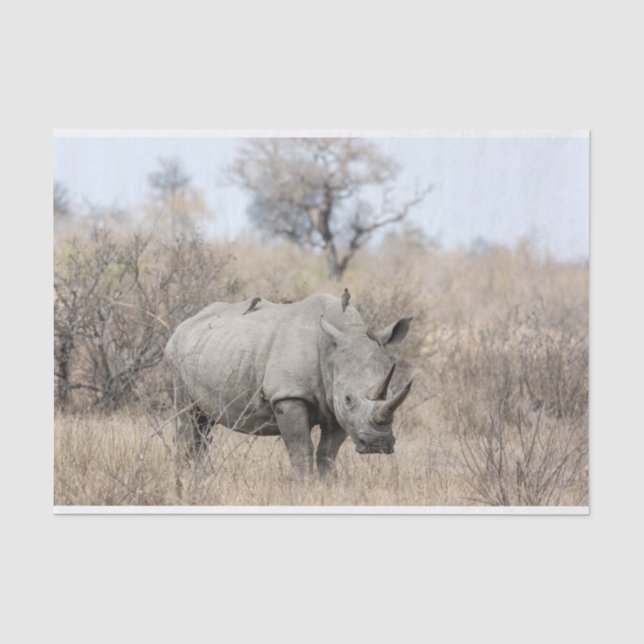 Papier Mousseline Rhino blanc (Recto)