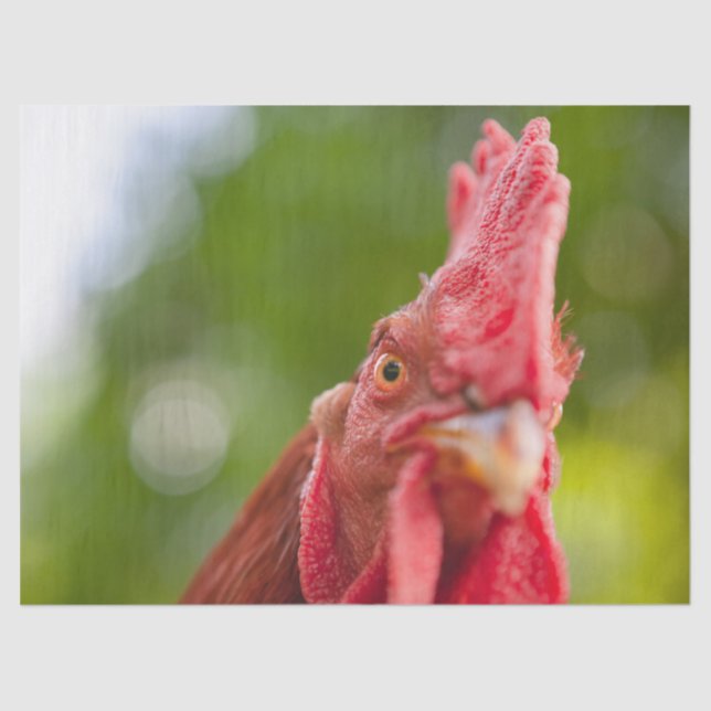 Papier Mousseline Rhode Island Red Rooster (Recto)
