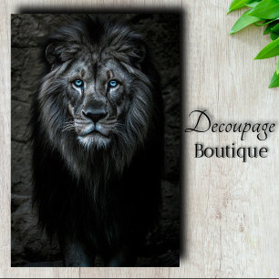 Papier Mousseline Roi de nuit
