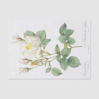 Papier Mousseline Rosa alba foliacea