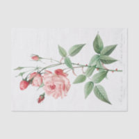 Rosa Indica Vulgaris