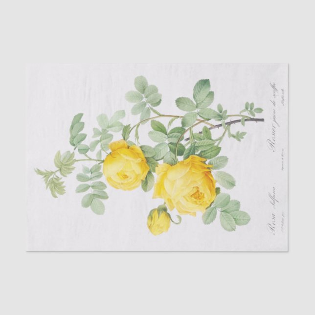 Papier Mousseline Rosa sulfurée (Recto)