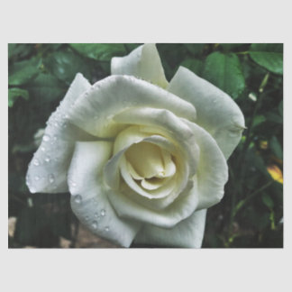 Papier Mousseline Rose blanche avec Arrière - plan foncé