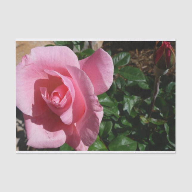 Papier Mousseline Rose rose et bud Garden Floral (Recto)