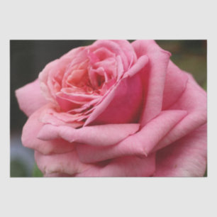 Papier Mousseline Rose rose I Jolie photo florale