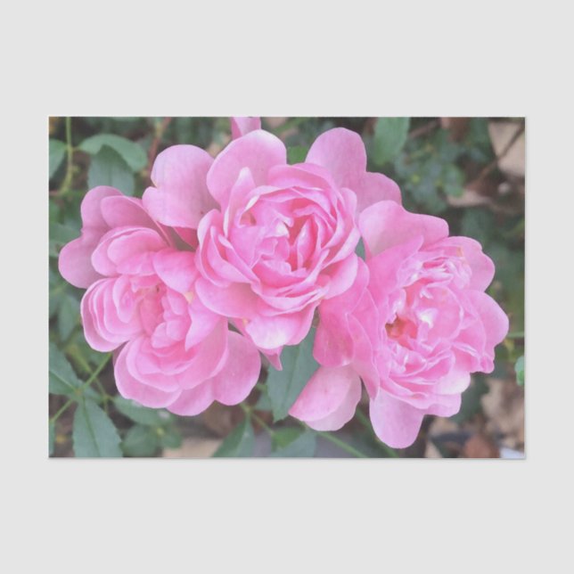 Papier Mousseline Roses pompon roses (Recto)